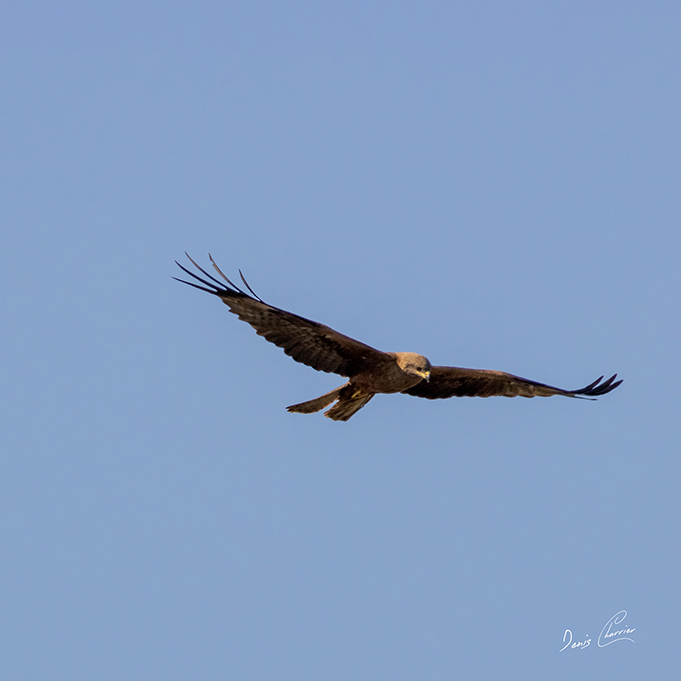 Busard des roseaux en vol dans le ciel bleu